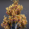 [CalvenMC] Birch Tree