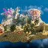 Aquatic Custom End